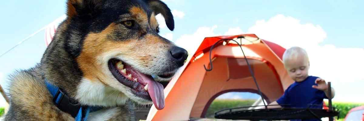 Dog friendly camping outlet and hiking